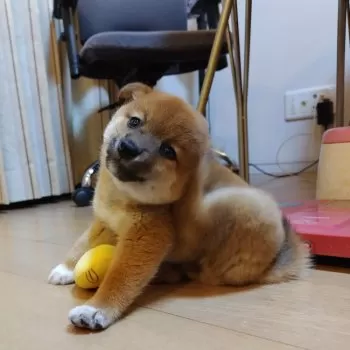 T.H 様のお迎えした子犬