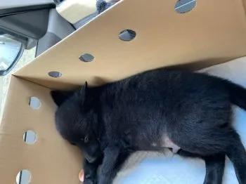 あざーる 様のお迎えした子犬