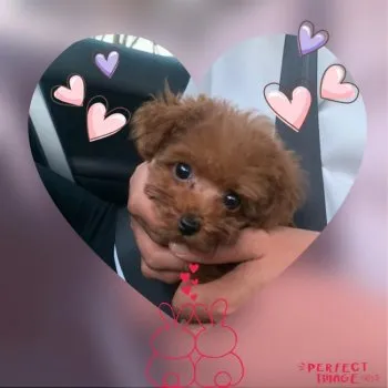 コヴェル 様のお迎えした子犬