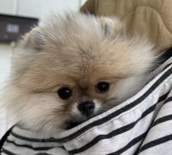 かなこ 様のお迎えした子犬