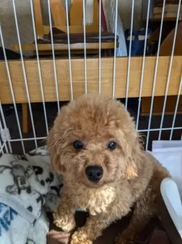 エクレア 様のお迎えした子犬