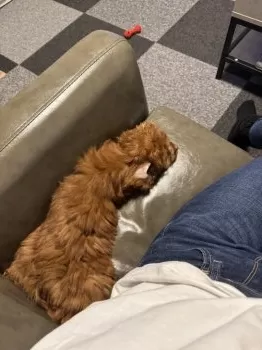 A.H 様のお迎えした子犬