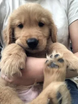 アリスとムク 様のお迎えした子犬