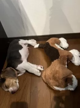 レイクン 様のお迎えした子犬