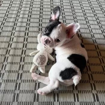 イマホノ 様のお迎えした子犬