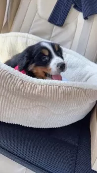 イシカワ 様のお迎えした子犬