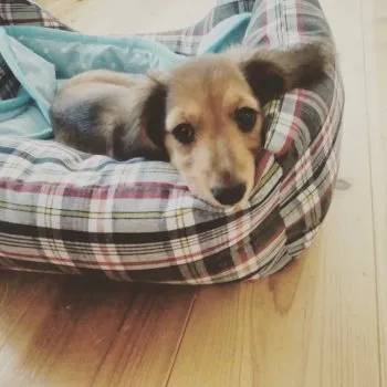 トモコ 様のお迎えした子犬