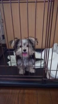 ミツル 様のお迎えした子犬