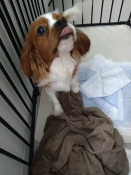 さの 様のお迎えした子犬