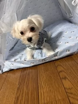 M.K 様のお迎えした子犬