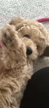 Ｉ.T 様のお迎えした子犬