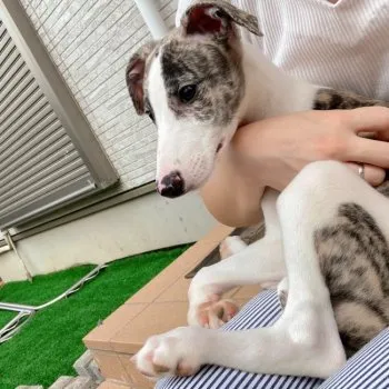S.N 様のお迎えした子犬