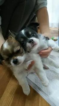 blue&berry 様のお迎えした子犬