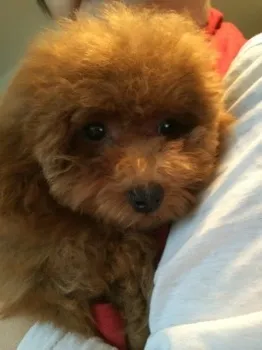 りんく 様のお迎えした子犬