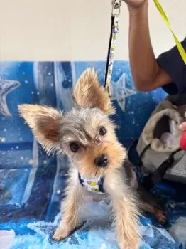 チャンプ 様のお迎えした子犬
