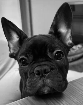 H.O 様のお迎えした子犬