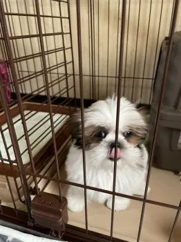 moko0815 様のお迎えした子犬