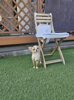 テン 様のお迎えした子犬