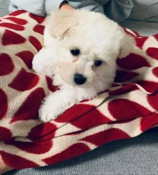 K.H 様のお迎えした子犬