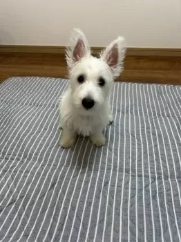 タルト 様のお迎えした子犬