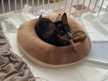 Y.M 様のお迎えした子犬