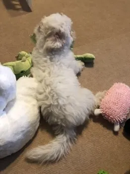 ラニーロッタ 様のお迎えした子犬