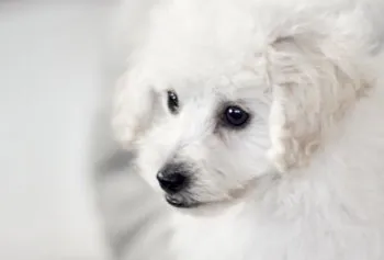 ヒロ 様のお迎えした子犬