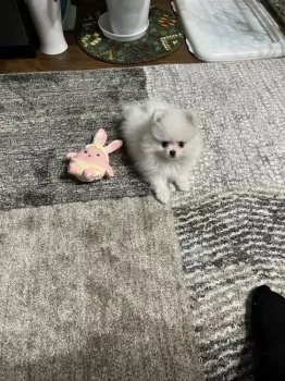 蘭 様のお迎えした子犬