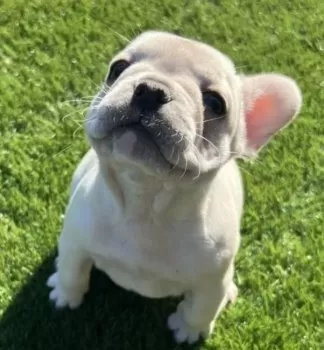 erinco 様のお迎えした子犬