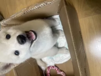 miya 様のお迎えした子犬