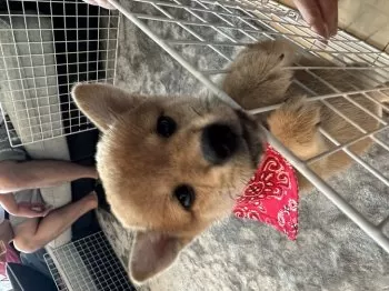 M.Ｉ 様のお迎えした子犬