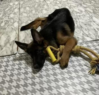 しじみとはな 様のお迎えした子犬