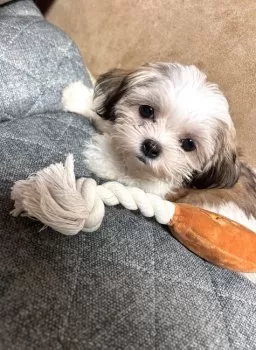 M.M 様のお迎えした子犬