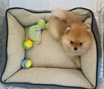 ポメラニアンの子犬をお迎えいただいたお客様の声 口コミ 評判 静岡県 みんなのブリーダー