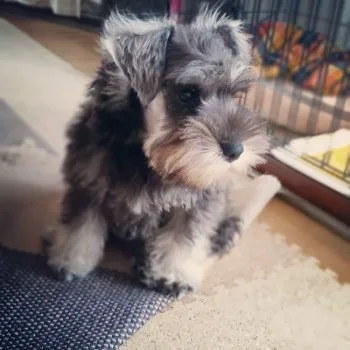 かみちゃん 様のお迎えした子犬