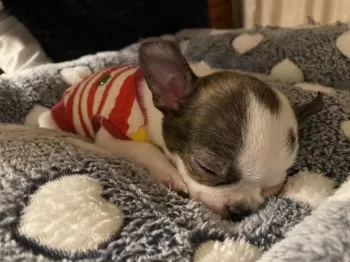 ゆずママ 様のお迎えした子犬