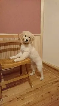 R.J 様のお迎えした子犬