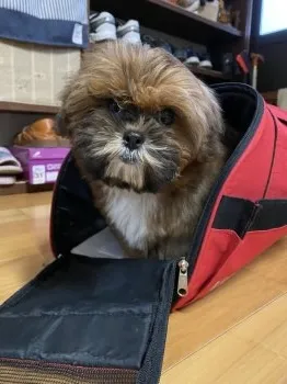 N.K 様のお迎えした子犬