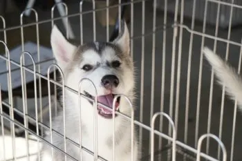 N.T 様のお迎えした子犬