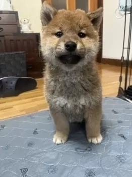 るん 様のお迎えした子犬