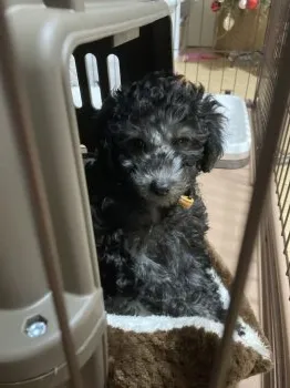 M.N 様のお迎えした子犬