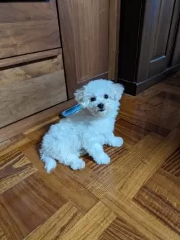 ななじろう 様のお迎えした子犬