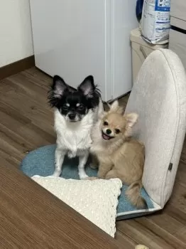 えり 様のお迎えした子犬