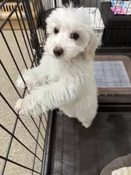 Y.H 様のお迎えした子犬