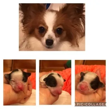 ゆみ 様のお迎えした子犬