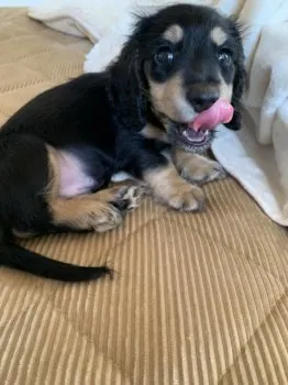 H.K 様のお迎えした子犬