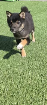 E.H 様のお迎えした子犬