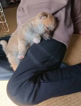 ゆみ 様のお迎えした子犬