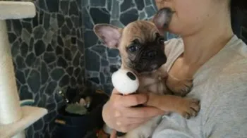 いどさん 様のお迎えした子犬