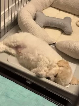 H.K 様のお迎えした子犬